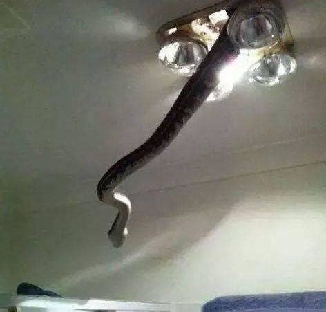 客廳 家中有蛇怎麼辦